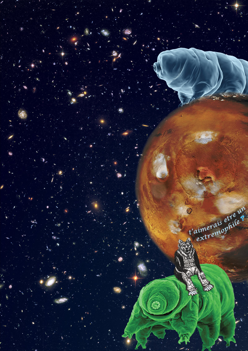 Le tardigrade